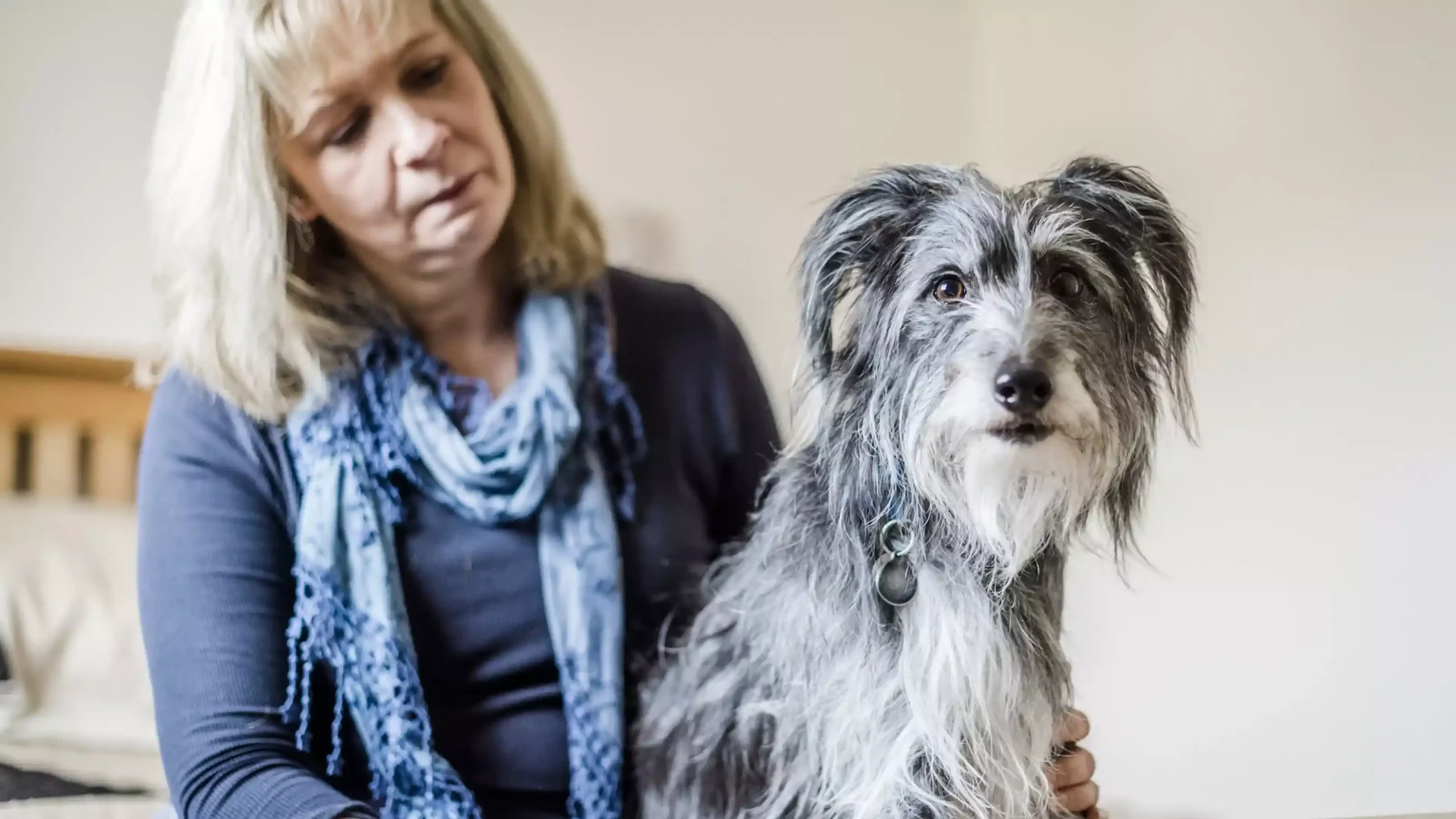 Is Dog Euthanasia Painless A Compassionate Guide to Supporting Your Pet