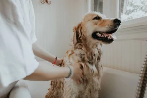 Is dog euthanasia painless